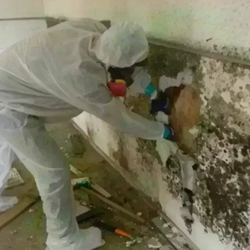 Mold Remediation and Removal in Reading, MI